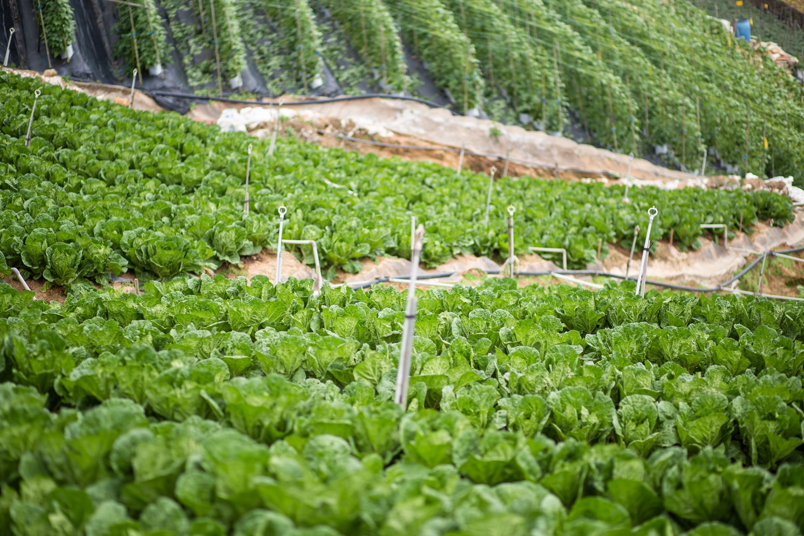 Fresh leafy greens growing in a field